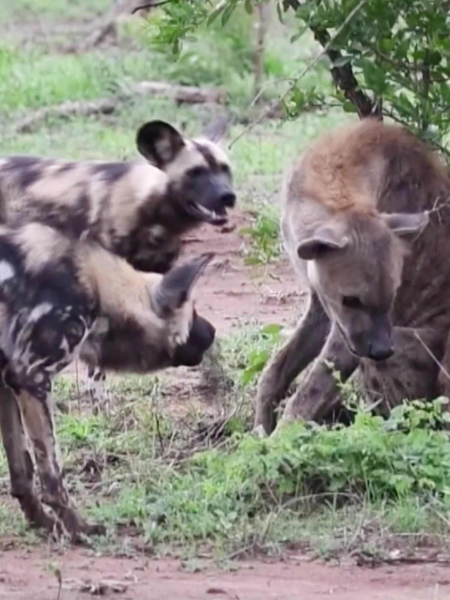 Hyena vs Wild dog #animals #animalsoftiktok #wildlife #hyena #wilddog #fyp #foryou