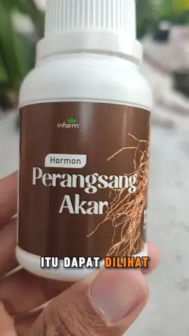 Tanaman yang sehat dan siap berbunga dapat dilihat dari akarnya, khususnya anggrek yah, nah agar akar tanamanmu sehat rutin gunakan Perangsang Akar dari Infarm #pupuk #pupukorganikcair #pupukorganik #orchid #berkebun 