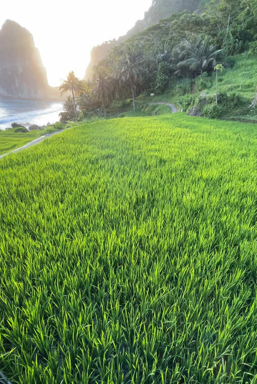 dari pada di rumah bengong mending culik yankmu ajak menanam benih padi sini 🌾  #pantaipangasan #pangasanstory 