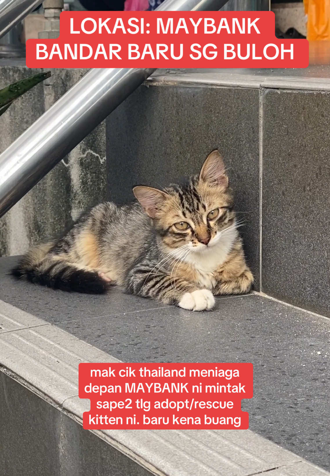 Mintak tlg repost ramai2 pls🙏🏻🙏🏻🙏🏻Ada sape2 blh rescue kitten ni? Lokasi MAYBANK Bandar Baru Sg Buloh #kucing #fyp #cat #catsoftiktok #kucingjalanan #adoptdontshop 