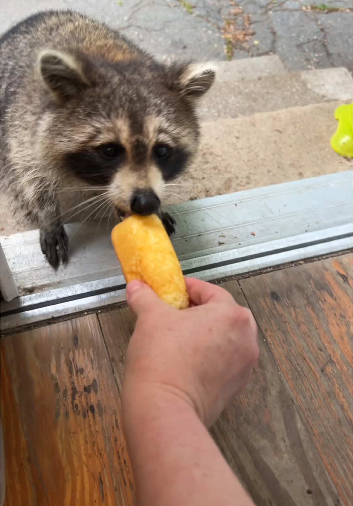 Twinkie time again w/Daily Hiss Crew I had one box to share, not the regular diet of dog food and peanuts w/ Daily Hiss #fyp #dailyhiss #maurmaur #raccoonsoftiktok #raccoons #raccoonlife #raccoontok #raccoonlove #raccoon #feralcats #feralcatsoftiktok 