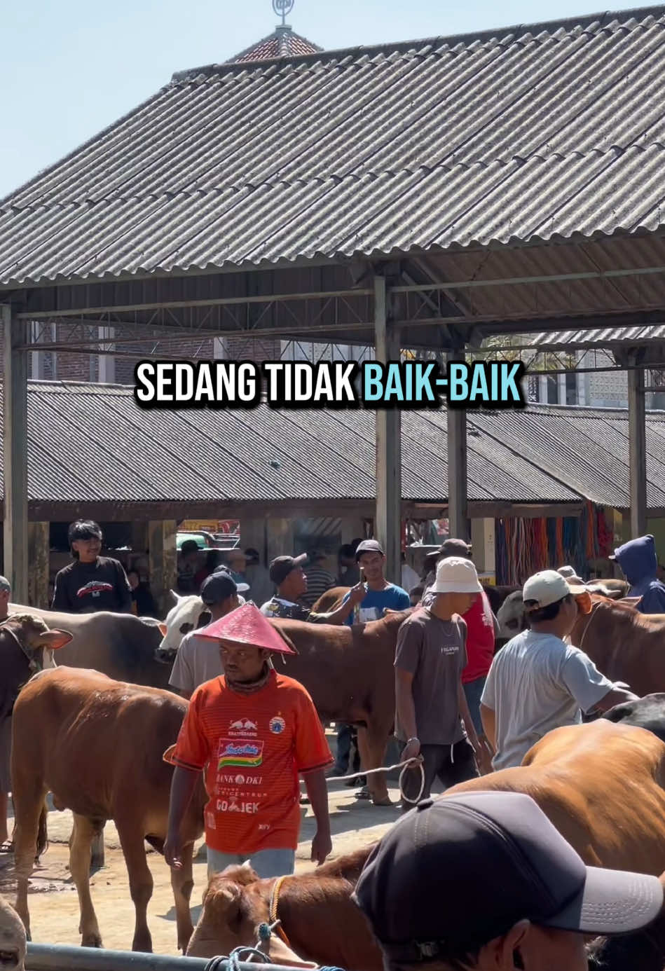 Semangat ##sobatngaret #peternakmudaindonesia #fypシ゚viral #sukses #sapi #muktiutomofarm 