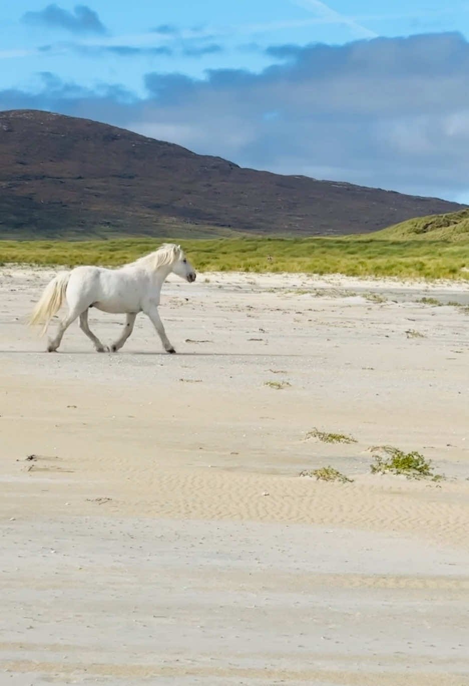 Oh, just a horse running wild along the beach on the Isle of Harris... you never know what you could see on tour. ✨ #rabbiestours #traveltiktok #traveltok #travellife #fyp #bucketlist #bucketlisttravel #visitscotland #Scotland #scottishtiktok #scottish #scotlandtravel #scottishhighlands #nature #explore 