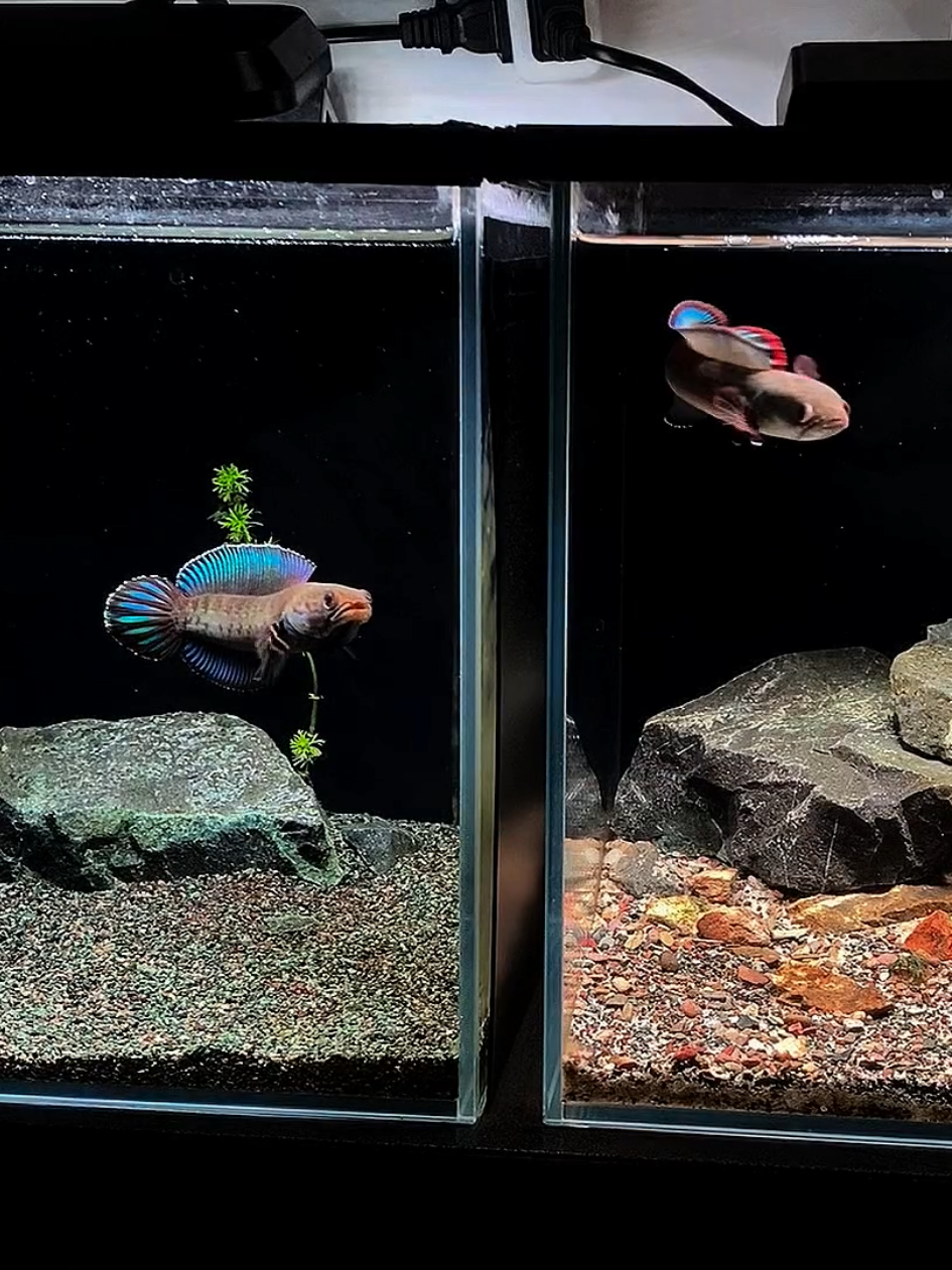 👹 #ikanhias #aquascape #aquascaper #snakehead #channa #aquarium #hoby #keepers #ikanpredator #predatorfish 