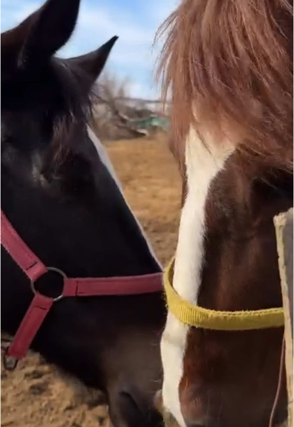 Atlar da sever 🤍 #nesybeh #equestrian #horse #horseslove #horseriding #trending #TTT 