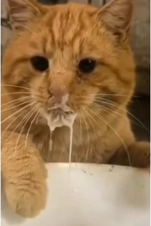 Cat caught doing bad things😂🤣#cat #cats #cutecat #catlover #catsoftiktok #fyp #funny #foryou #foryoupage#funnycat #funnyvideos #funnytiktok #funnyanimals #kitty