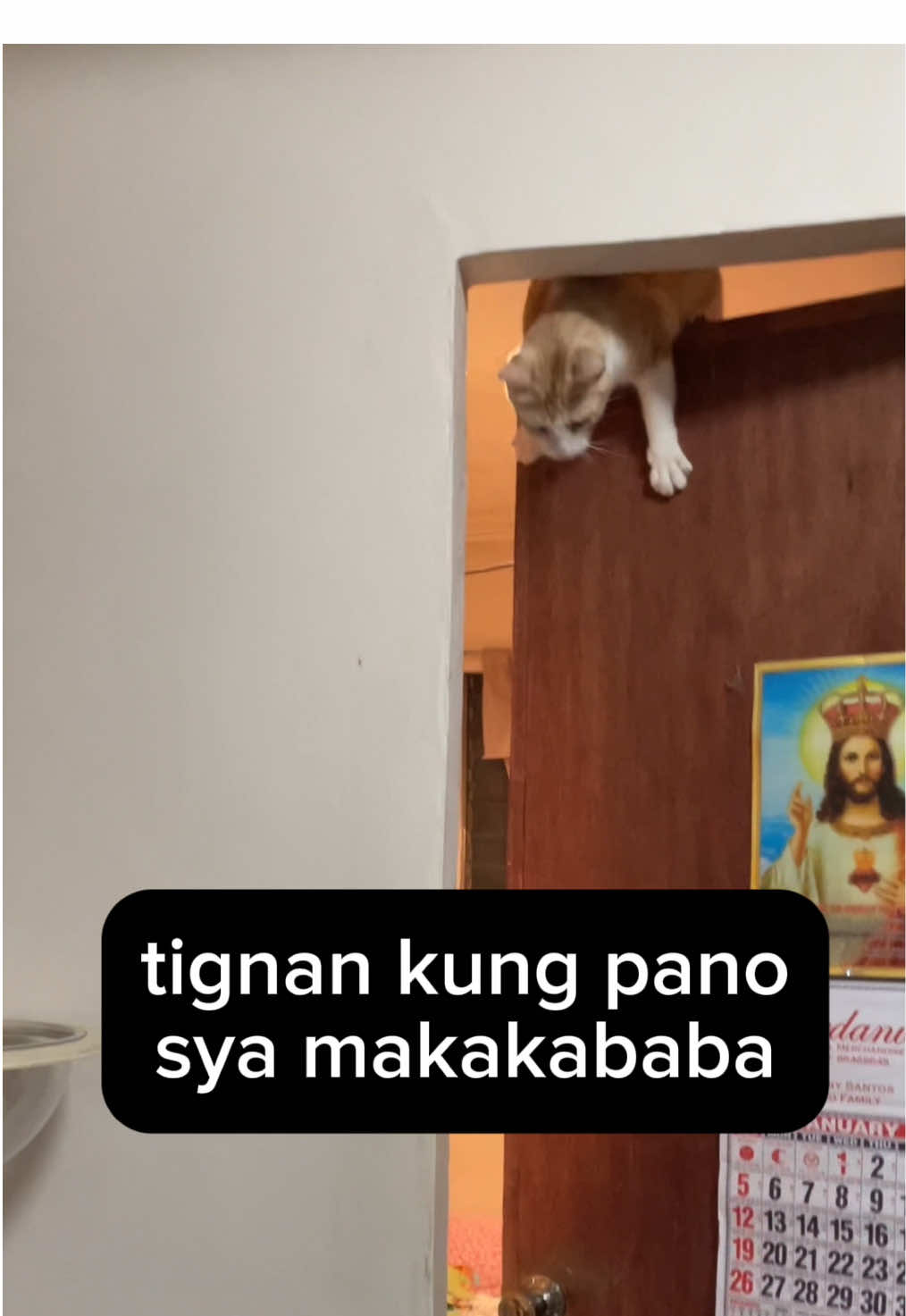 ang galing galing umakyat di naman marunong bumaba 😒 #captainsmeow #puspin #catsoftiktok #catlover #pusa #orangecat 