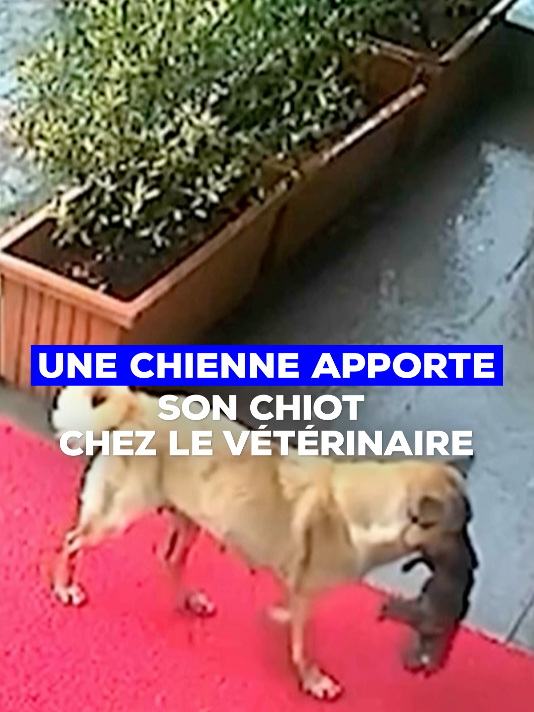 ❤️‍🩹 L'histoire touchante du jour. À Istanbul en Turquie, cette chienne a elle-même conduit son chiot inconscient dans une clinique vétérinaire pour y être soigné.#reportagefr