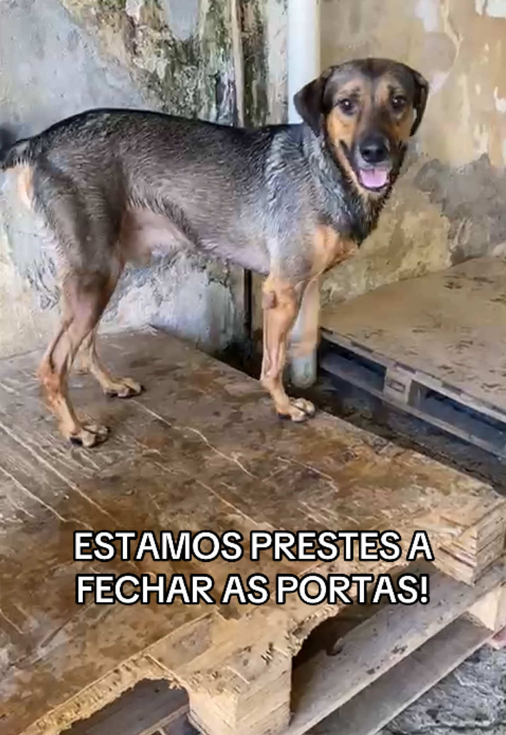 sem ração hoje, animais chorando com dor de ouvido e problemas de pele… estamos prestes a perder o lar deles porque não pagamos o aluguel e as doações estão PARADAS!  por favor nos ajudem! qualquer valor faz a diferença! #fyp #fy #animaisnotiktok #cachorros #abrigo #abrigodeanimais #adocaoresponsavel #adocaodeanimais 