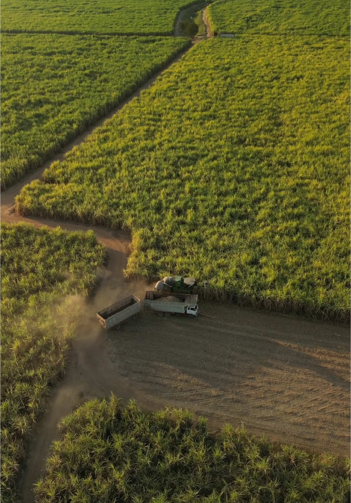 ตัดอ้อยครับ ☀️ #ไร่ตะวันสีทอง #ไร่อ้อย #อ้อย #ตัดอ้อย #รถตัดอ้อย #sugarcane #truck #farming #farmlife #drone 