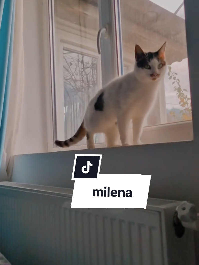 Milena și vrabiutele de afara 😺 #milena #cat #pisica