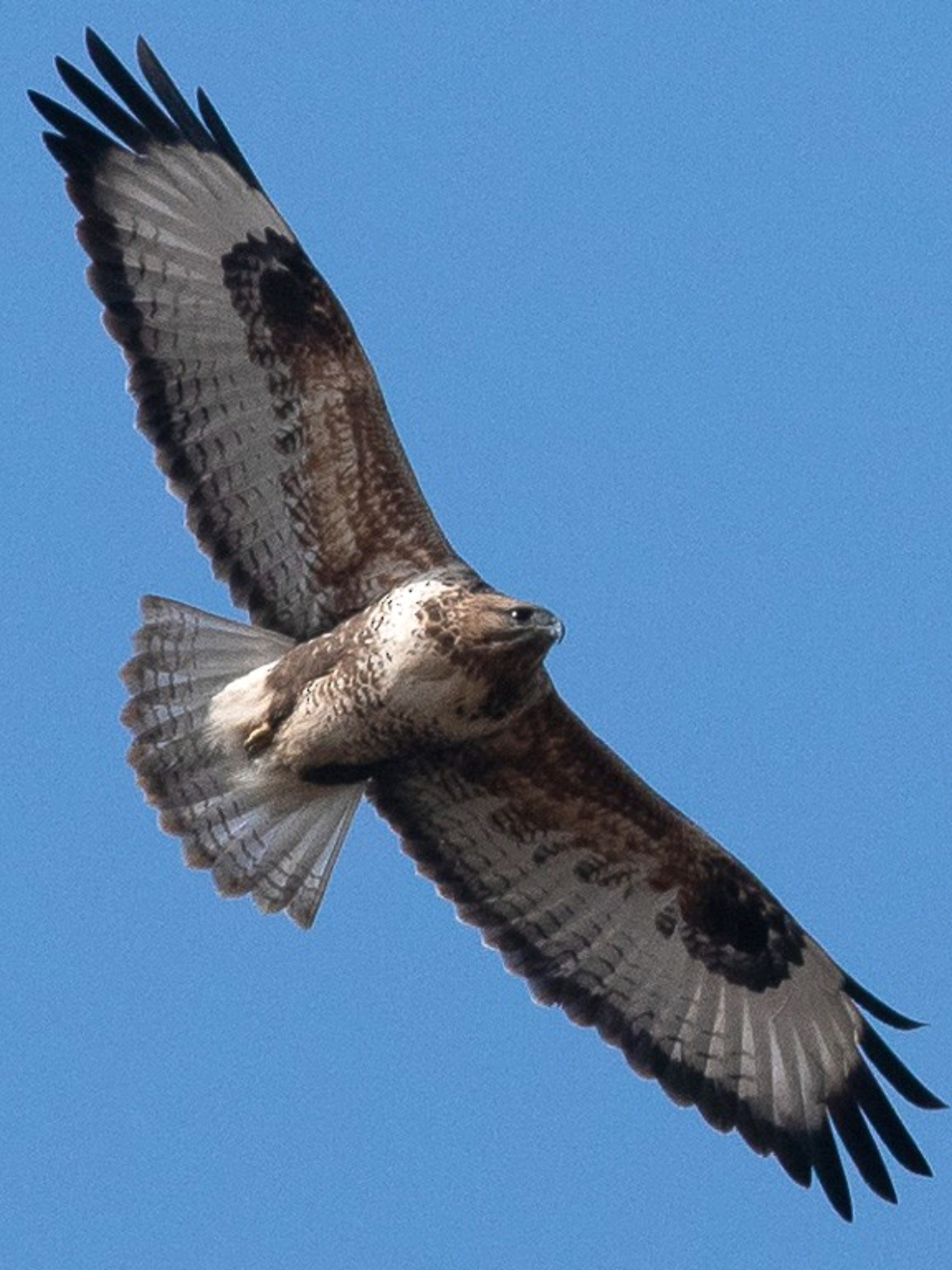 The hawk hits the giant hawk #WildBird Photography#Chistry , the giant hawk #natural photography # filmed in a river,  #fyppppppppppppppppppppppp #fyp 