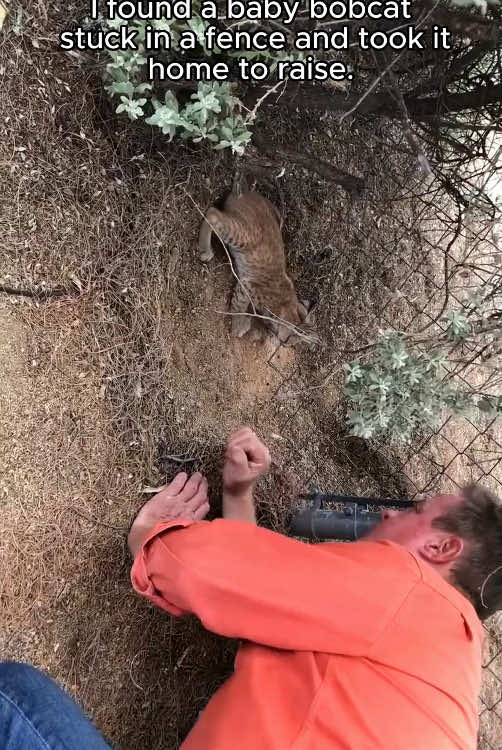 Rescue a baby bobcat #rescue #rescueanimals #animals #animalsoftiktok #bobcat #bobcatsoftiktok 