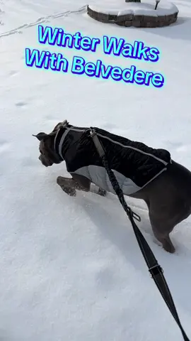 Do you like my coat? Dad makes me wear it this time of year. #dog #foryoupage 