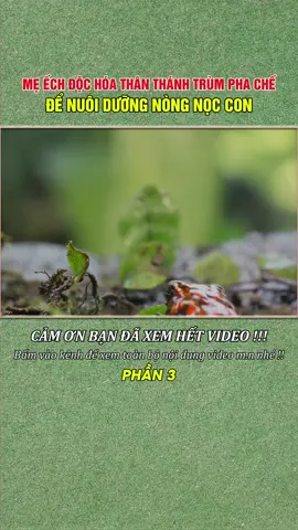 MẸ ẾCH ĐỘC HÓA THÂN THÁNH TRÙM PHA CHẾ ĐỂ NUÔI DƯỠNG NÒNG NỌC CON | PHẦN 3 #net88media #dongvat #thegioidongvat #giaidap #thuvi #thếgiớiđộngvật #ếch