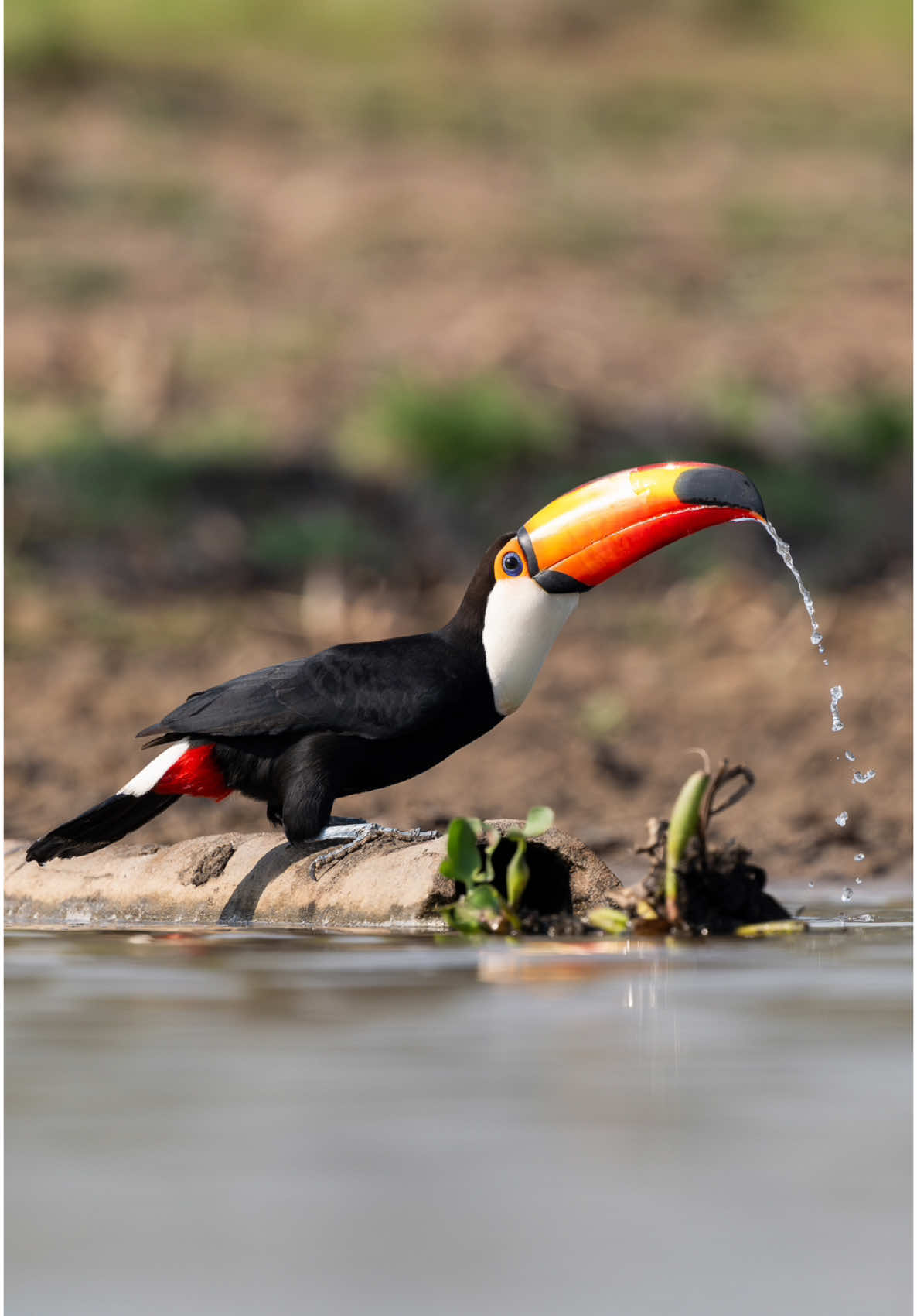 Nothing beats seeing a toucan drinking water by the river in the Pantanal. Simple moments like this are magic! 💧 • 🇧🇷 Nada melhor que ver um Tucano-toco bebendo agua do rio no Pantanal. Momentos simples como esse são mágicos. • #tocotoucan #birdphotography #visitbrasil #wildlifephotography #wildlifeconservation #fotografosbrasileiros #pantanal #nikoncreators