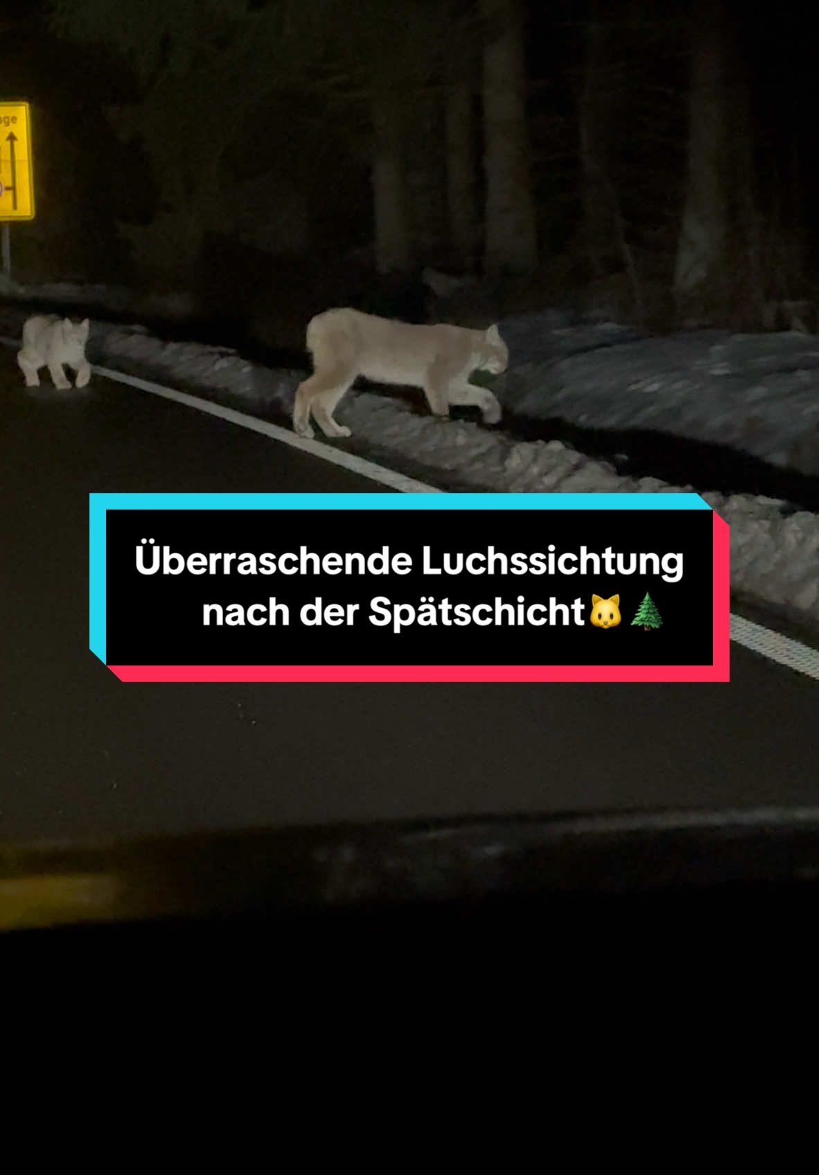 Meine überraschende Sichtung nach der Spätschicht.Eine Mutter mit ihren Jungtieren.🙏🐱🌲#Luchs#Wildtiere#Harz#harzmountains#nationalparkharz#Heimat