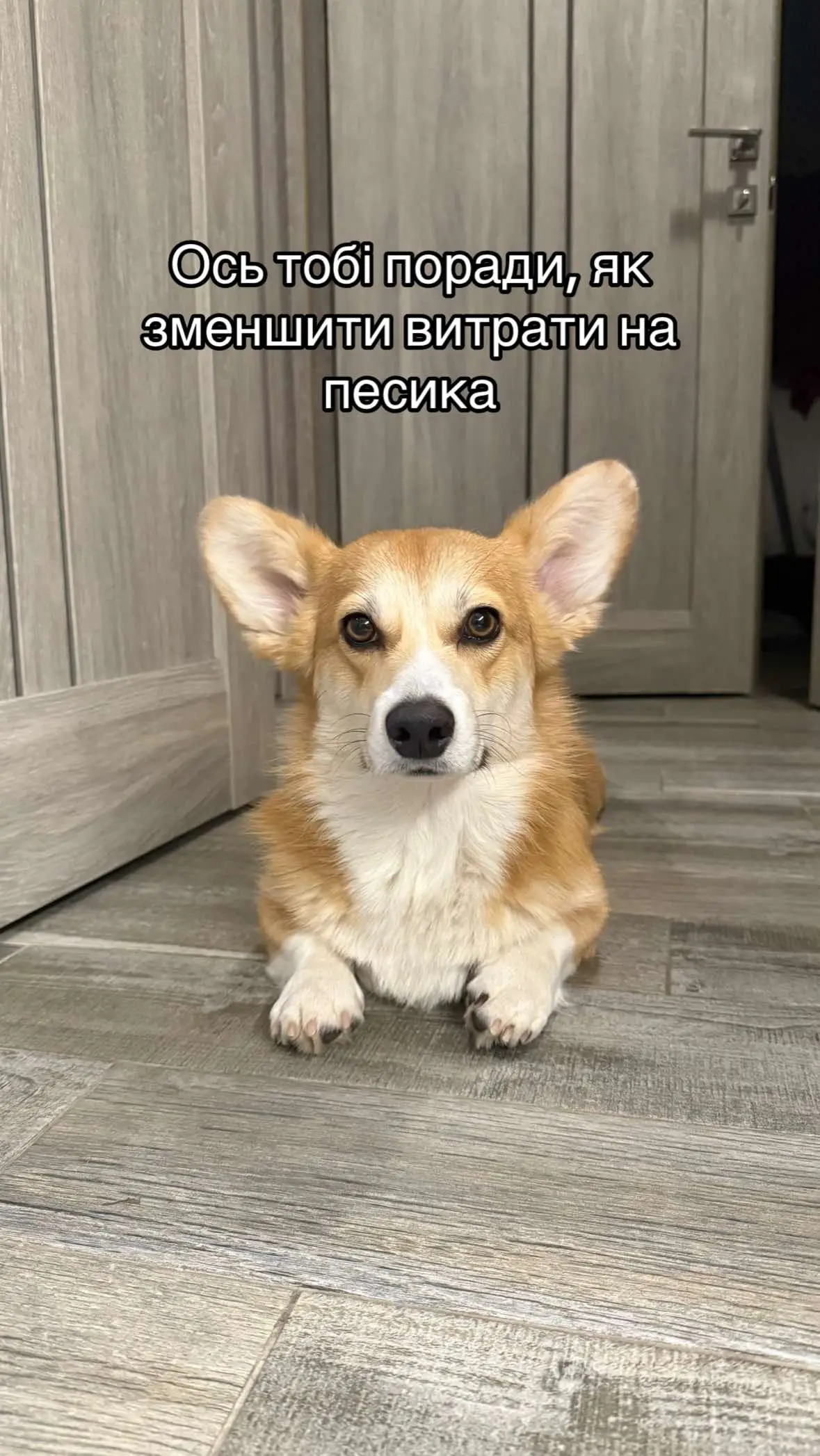 На такій красі не економлять😇 #corgi #рек #песик #рекомендації #коргіпес #домашніулюбленці #київ 