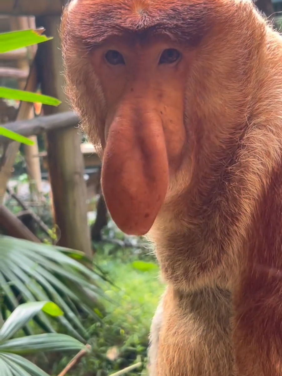 Proboscis Monkey Amazing  video. #Chimelong Proboscis Monkey Nakula #Come to Chimelong and have fun #Chimelong Long Wildlife World #OriginalVideo #长隆长鼻猴 纳库拉#来长隆放开玩 #长 隆野生动物世界 #原创视频 