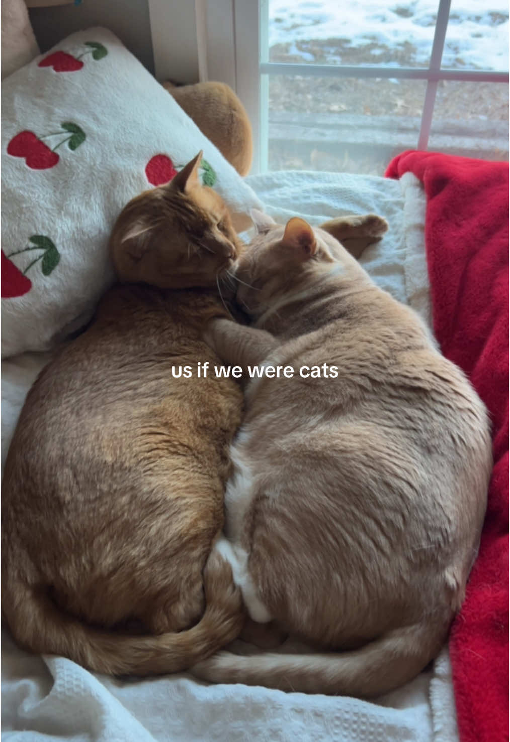 Except these kitties are brothers but LOOK HOW SWEET 😭🤍 #catsoftiktok #catlover #catsinlove #orangecat #couplesoftiktok #boyfriend #girlfriend #dating #usinanotheruniverse 