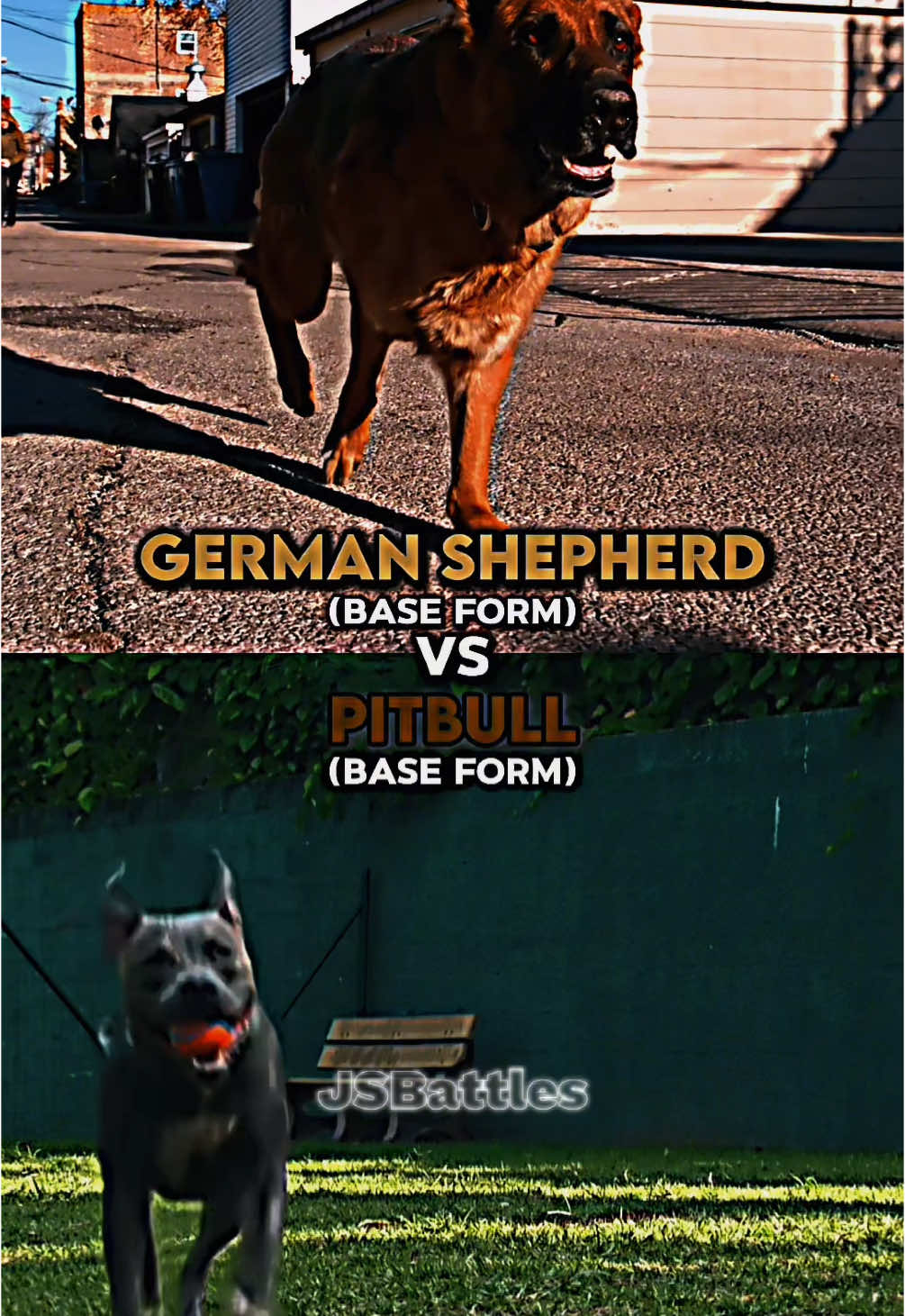 German Shepherd vs Pitbull #germanshepherd #dog #dogbattle #pitbull #edits #battle #fyp #fy #jsbattles 