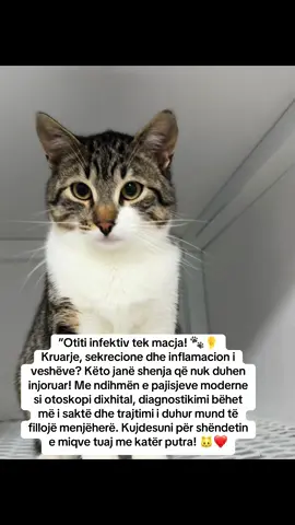 Otiti infektiv tek macet është një inflamacion i kanalit të jashtëm të veshit, i cili shpesh shkaktohet nga infeksione bakteriale, kërpudhore, ose parazitare. Është një problem i zakonshëm dhe mund të bëhet kronik nëse nuk trajtohet si duhet. Shkaqet kryesore të otitit infektiv tek macet: 	1.	Infeksionet bakteriale 	2.	Infeksionet kërpudhore 	3.	Parazitët: 	•	Paraziti më i zakonshëm është Otodectes cynotis, që shkakton kruarje intensive dhe sekrecione të errëta. 	4.	Alergjitë 	5.	Polipët ose tumoret 	6.	Trupat e huaj Shenjat klinike të otitit infektiv: 	•	Kruarje e vazhdueshme: Macja gërvisht veshët dhe tund kokën shpesh. 	•	Rrjedhje nga veshi: Sekrecione që mund të jenë me ngjyrë kafe, të verdhë ose të zezë. 	•	Era e keqe: Infeksionet bakteriale dhe kërpudhore shpesh prodhojnë një erë të fortë. 	•	Skuqje dhe inflamacion: Kanali i veshit duket i skuqur dhe i fryrë. 	•	Dhimbje: Macja mund të mos lejojë prekjen e veshëve për shkak të dhimbjes. @MGEE♠️  #KlinikaVeterinareEraldi #PërkujdesjePërKafshët #AdoptoMosBli #veterinarian #KlinikaVeterinare #petcare #Korçë #cat #DashuriMeKatërPutra 