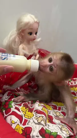 Capturing the essence of cuteness and confidence in every moment baby monkey 🐒🥰  . . . #jenniferlopez #alexandradaddario #AngelinaJolie #MeganFox #margotrobbie #chrisevans #ChristianBale #AnneHathway  #ScarlettJohansson #elizabetholsen #JenniferLopez #JenniferAniston #JenniferLawrence #priyankachopra #KristenStewart #HaileeSteinfeld #wonderwoman #DC #mcu #MeganFox #kimkardashian #kendalljenner #monkeylove #monkeybaby #adorable #adorablemonkey #babyanimal #monkeysmart #reelsfypシ #reel
