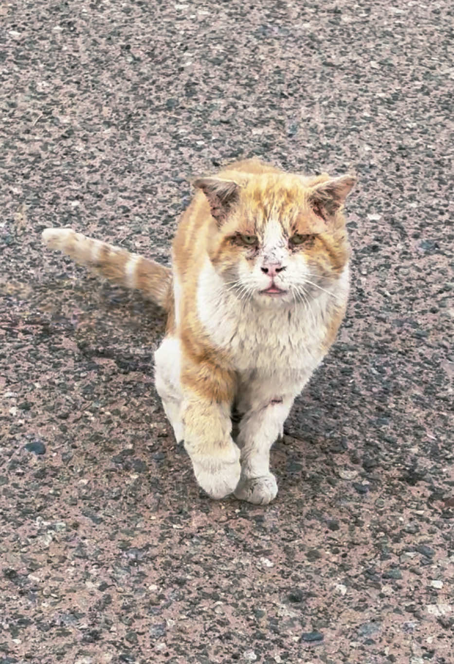 https://gofund.me/6c5565f4   Big-head hurt his leg🐱😿🐾  #sad #cat  #kitten #cat #kittens #cats #catsoftiktok #animalsoftiktok #babycat #animals #straycat #kitty #kitties #catdad #cattiktok #funnycat #funnycats #catvideo #cutecat #catdistributionsystem #trending #foryou #fyp #fypシ 