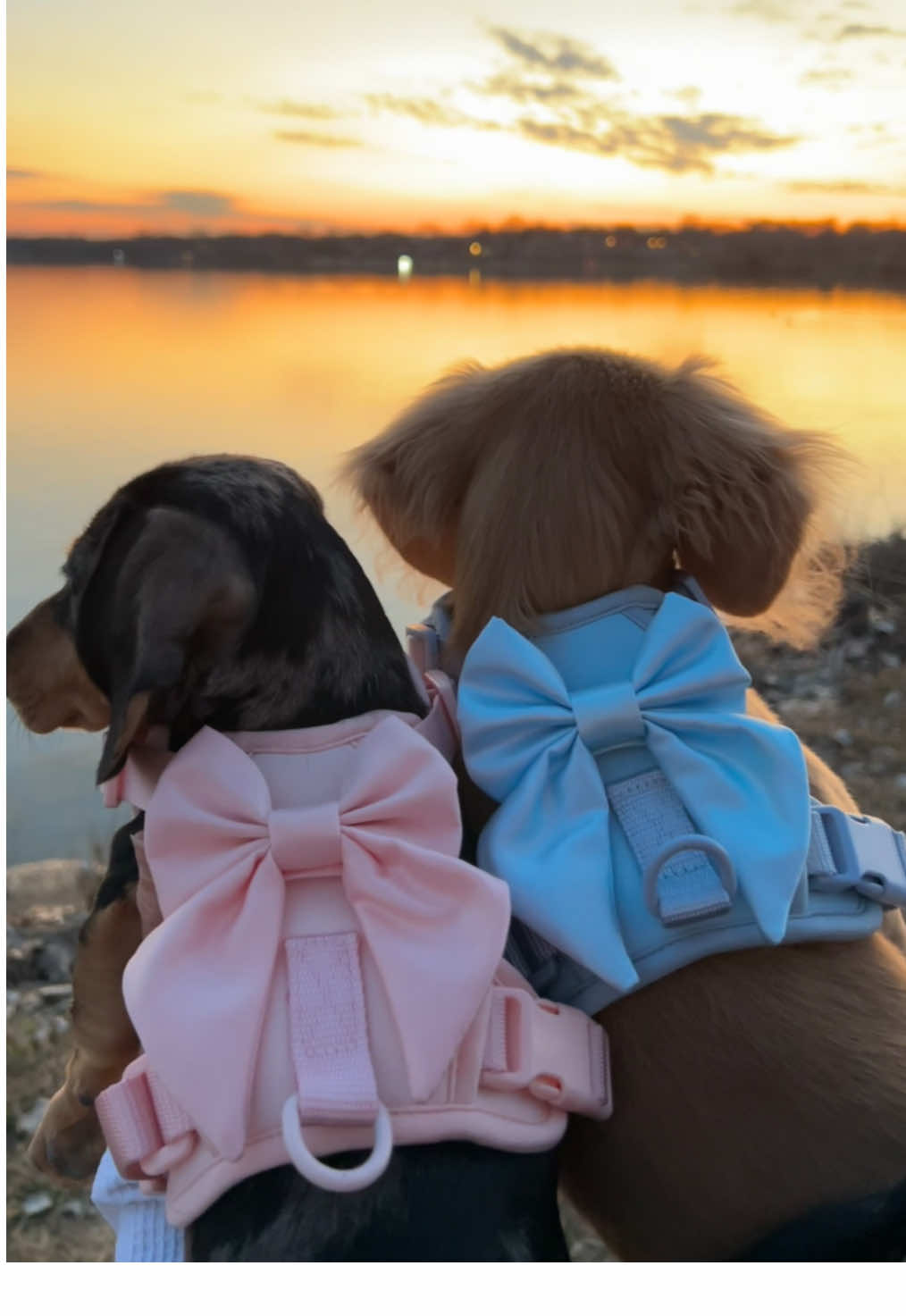 The perfect harness for our sunset walk🤍 @Furry Muse: Pet Accessories #puppy #puppiesoftiktok #puppies #dog #dogsofttiktok #miniaturedachshundpuppy #miniaturedachshunds #fyp #furrymuse #myfurrymuse 