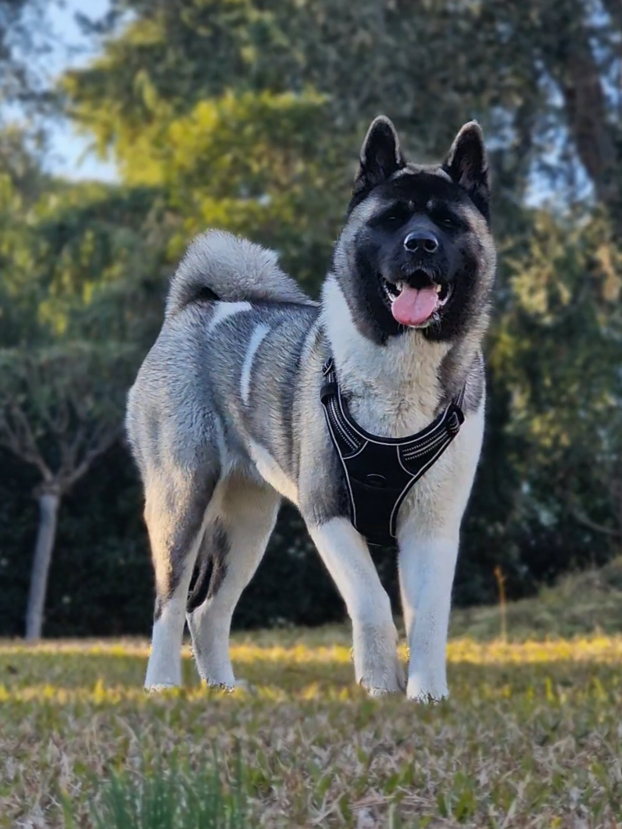 aura🔝✨️ #aura #dogoftheday #bombastic #beauty #dogsoftiktok  #akita #fyp 