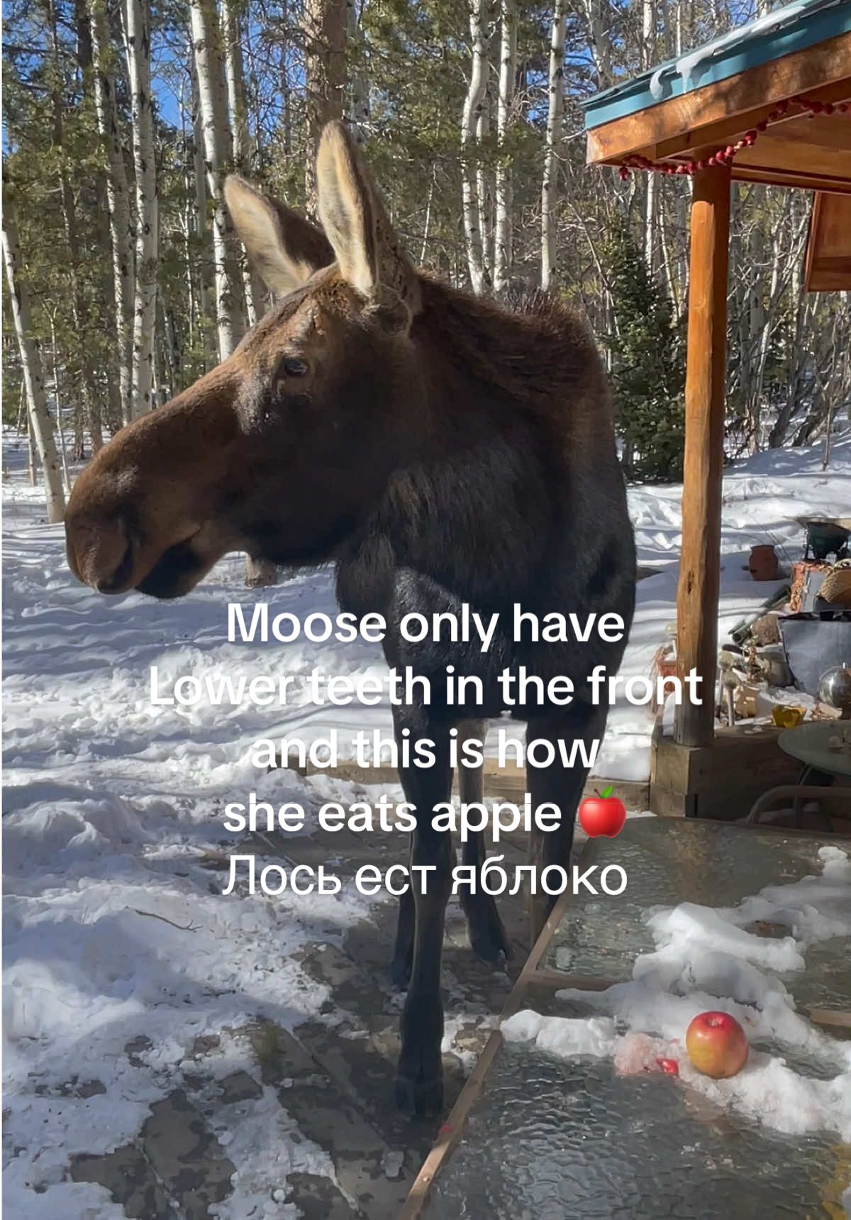 Moose only has lower teeth and this is how she eats apple 🍎 У лося только нижние зубы впереди.#moose #колорадо #лось #colorado 