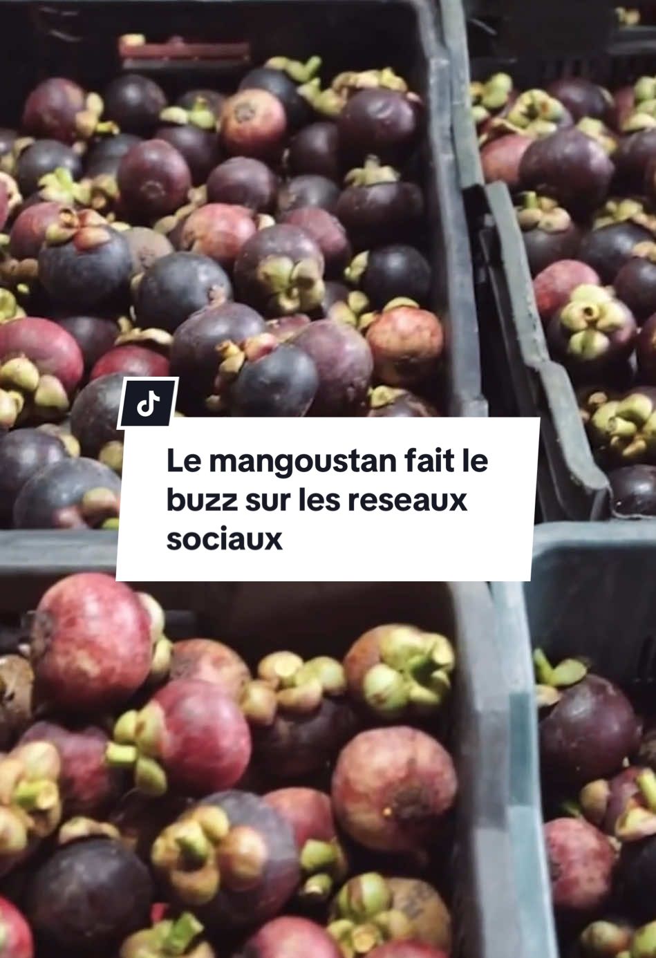 Le mangoustan fait le buzz sur les reseaux sociaux #pourtoi #germeo #mangosteen  