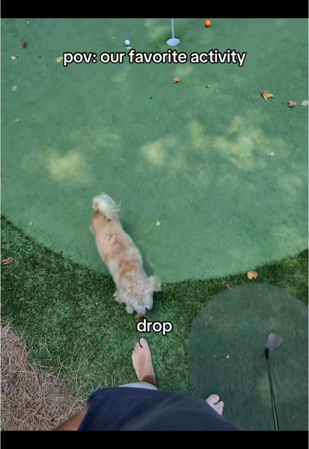 Gotta be my favorite TikTok I’ve posted gunna miss this app 😭 #golf #dog #pet #tiktokban #fetch 