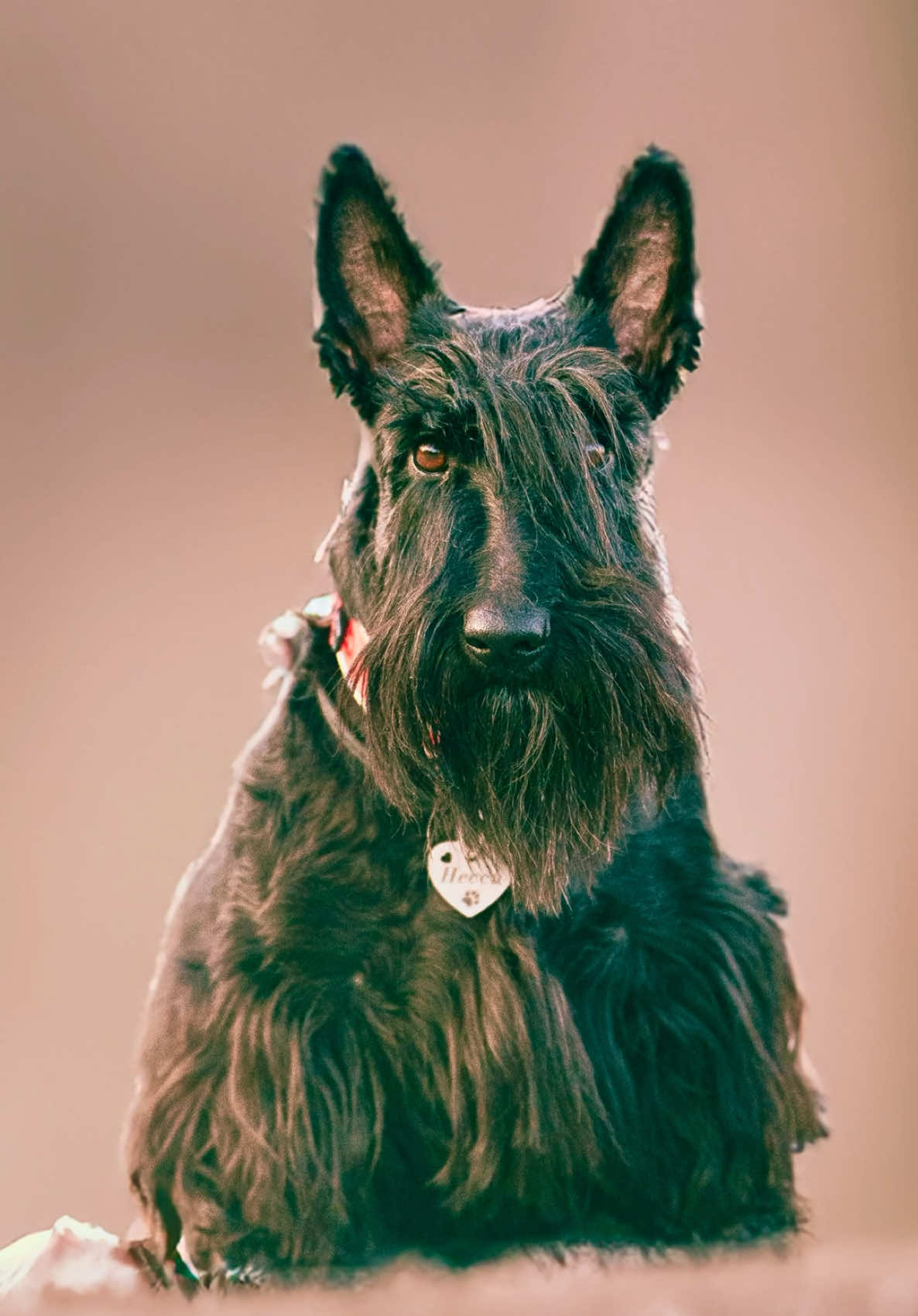 Nessie |  Benji • • • • • #streetphotography  #dogphoto #scottishterrier #streetphotographer #dog 