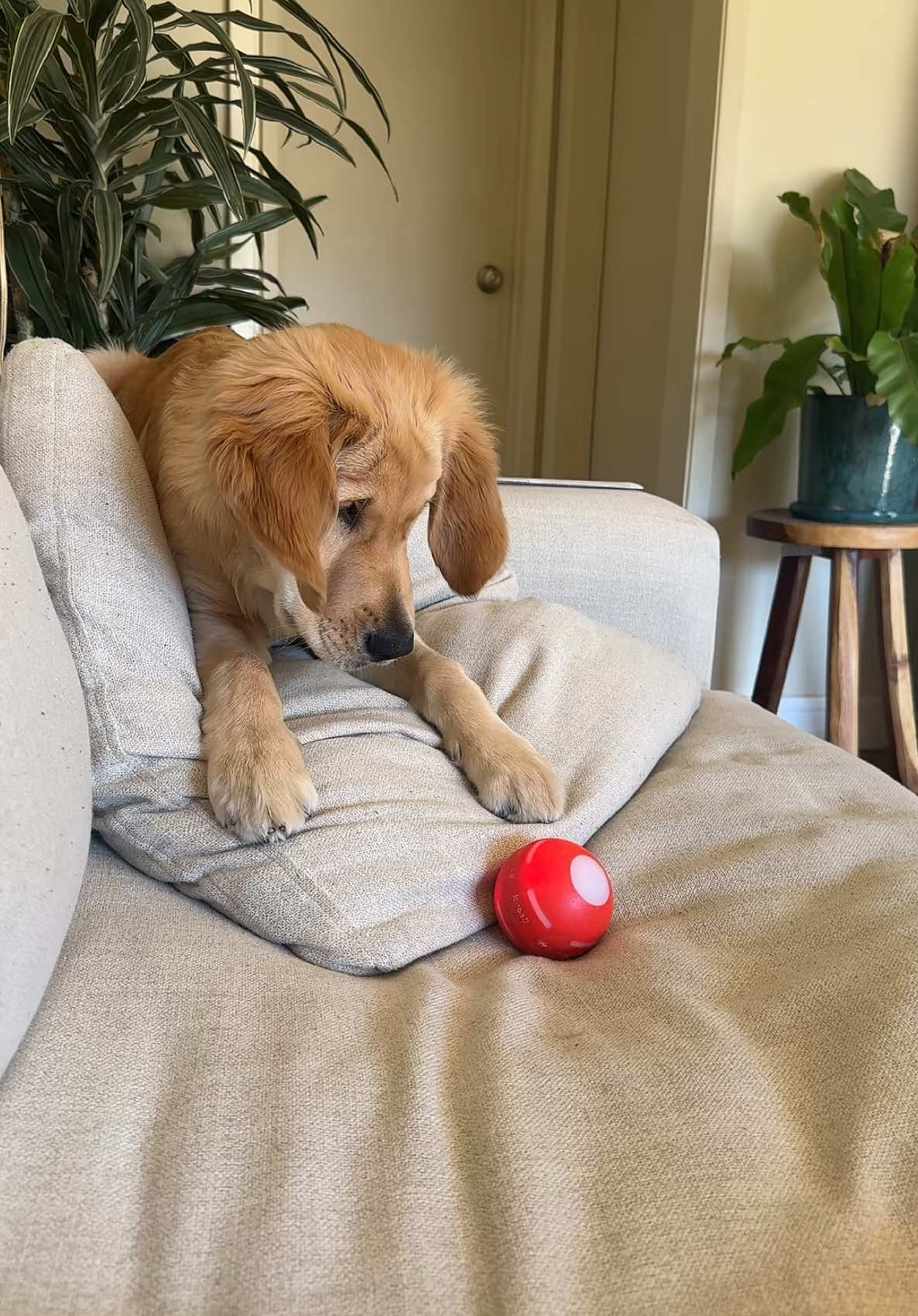 He could do this all day long  #goldenretriever #dogtoy #ball 
