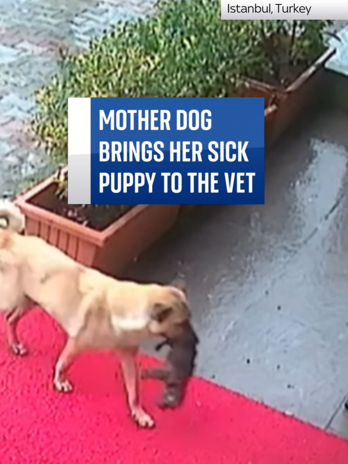 This video captures the moment a #mother #dog brought her unconscious, hypothermic #puppy to a veterinary clinic in #istanbul
