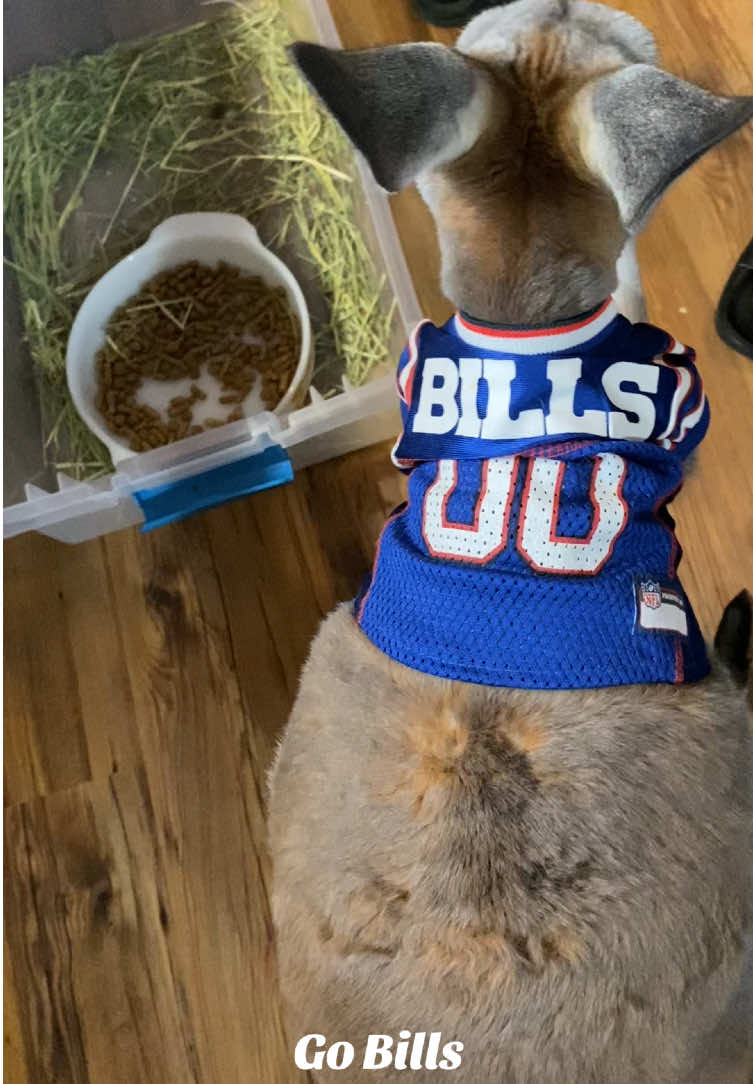 From the Outback to the end zone Bills fans come in all shapes and sizes! 🦘🔥#716 #billsmafia #gameday #kangaroo #joshallen #🦘 #cute #funnyvideo #buffalo #buffalobills 