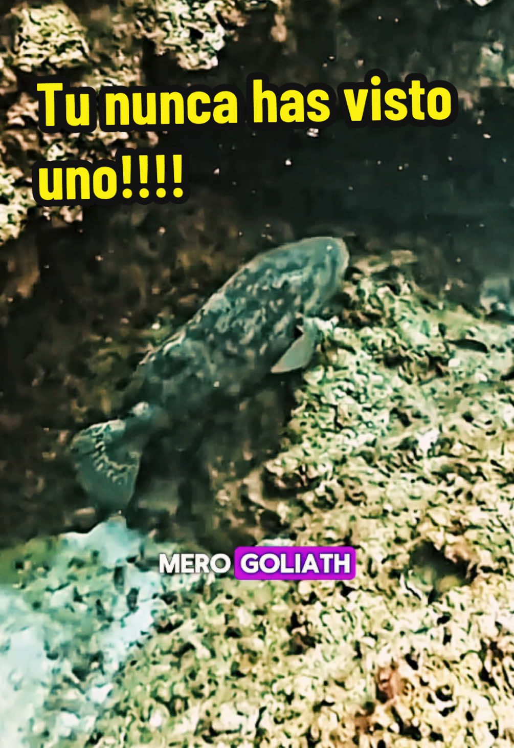 Su pesca es ilegal en Puerto Rico. Poder haberlo grabado para mi fue un regalo de la naturaleza. #callmesea #mero 