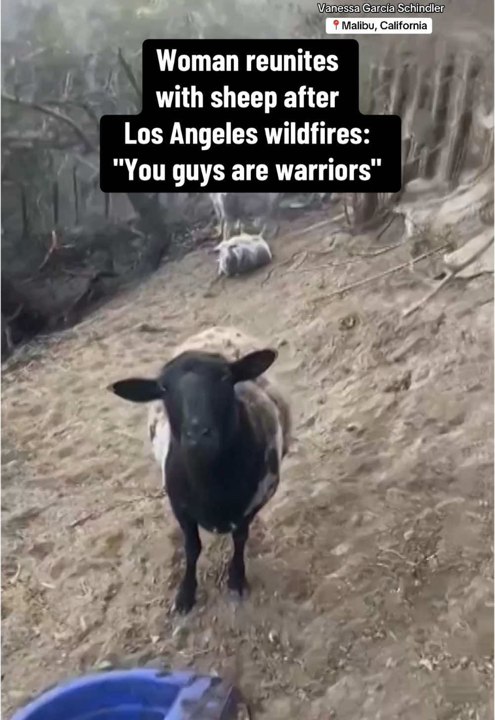 A woman captured the emotional moment she reunited with her sheep after the Los Angeles wildfires tore through her farm in Malibu, California. #malibu #california #sheep #losangeles #animals 