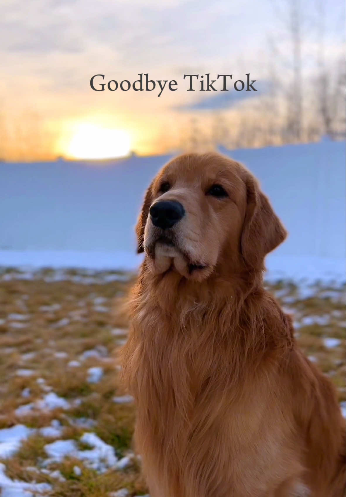 Goodbye TikTok 😢 We love and appreciate all 11.6 million of you. Please don’t forget to follow us on everything else so we don’t lose you @tuckerbudzyn on all platforms 🩵 #tiktokban #goodbyetiktok