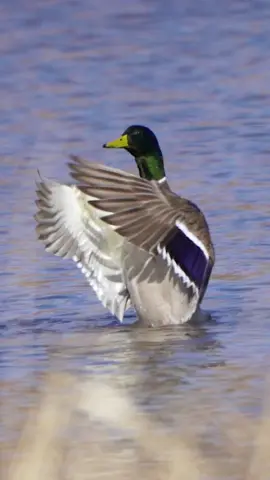 Biiiiigggggg stretch and tail waggles 🙌🏼🙌🏼.                                                              #waterfowl #waterfowlvideograhy #waterfowlphotography #fyp #wildlife #wildlifephotography #wildlifevideography #mallard #mallarddrake #greenhead #duck #ducks #geese #goose #duckhunting #hunting #sony #sonya7iii #sunny #gaspedal #duckbutt 