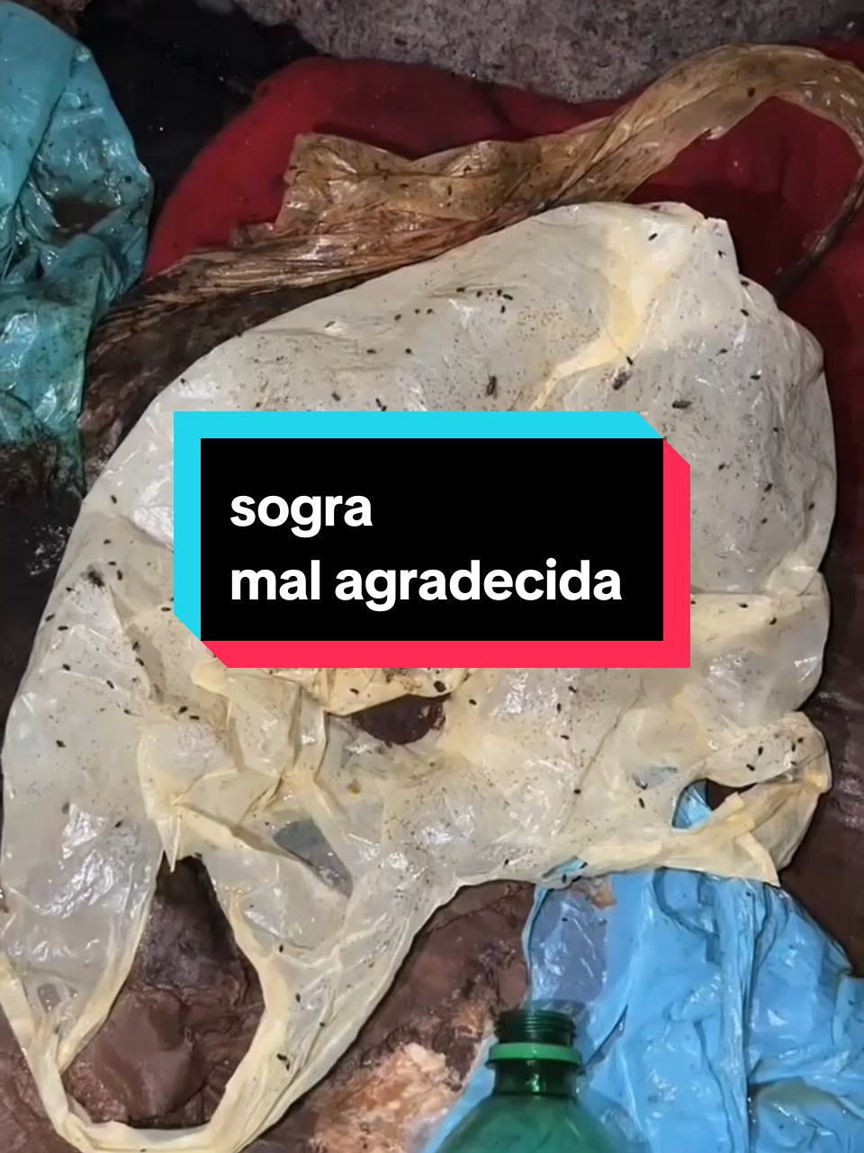 sogra mal agradecida