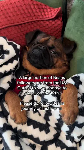 Goodbye and thanks for tuning in  Instagram: Beanybumbug  #tiktokban #fyp #usa #tiktokdogs #tiktokrefugees 