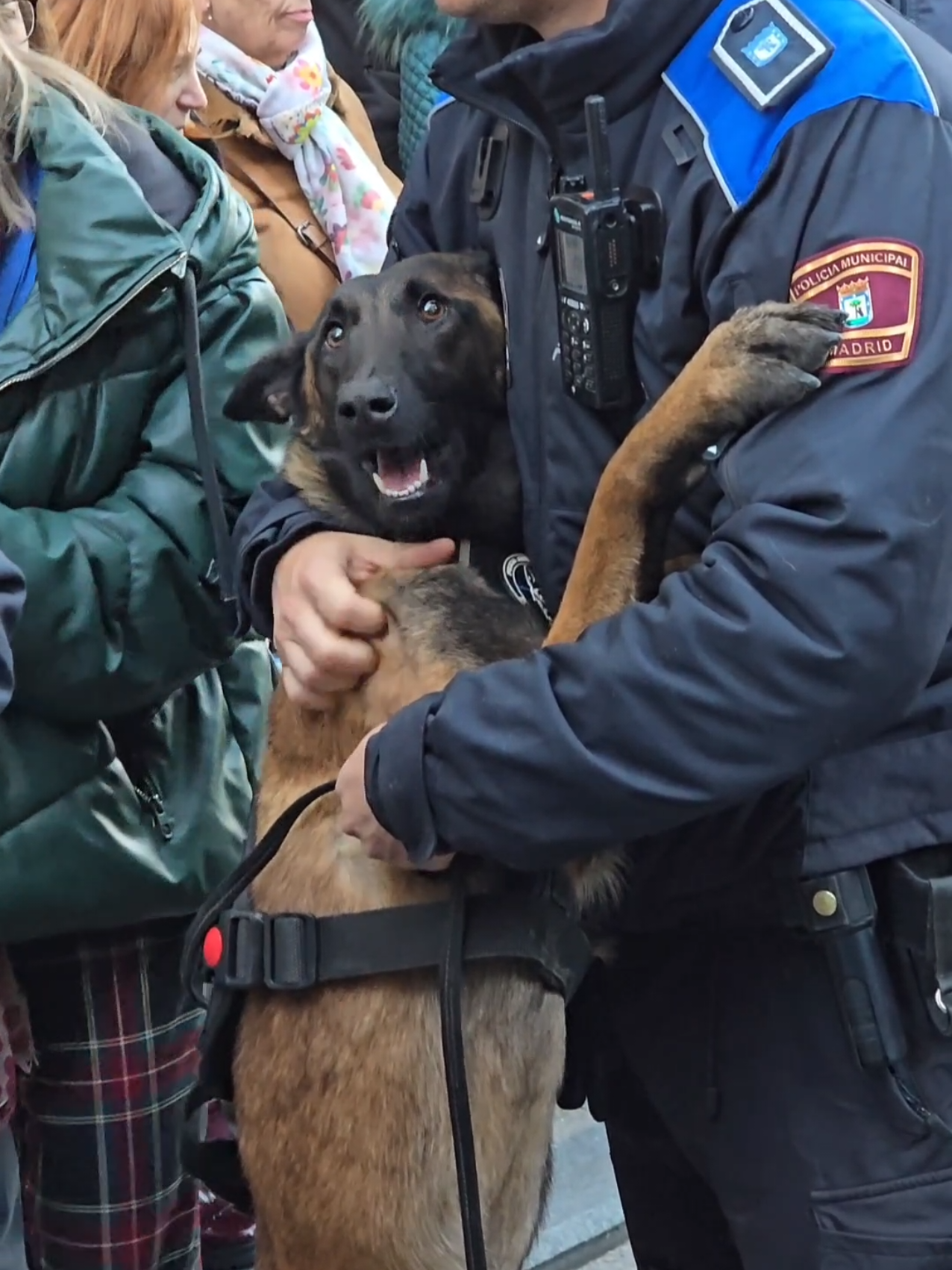 Amor verdadero entre el guía y su compañera de trabajo en el día de #SanAntón #sananton #madrid #policiademadrid #policiamunicipalmadrid #policialocal #policiaslocales #k9 #k9unit #k9softiktok #k9training 