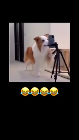 #كبسو كبسو كبسو#😂😂😂😂😂😂😂😂😂😂😂😂😂😂😂 #🤸🏻‍♂️🤸🏻‍♀️🤸🏻‍♂️🤸🏻‍♀️🤸 #رياكشنات_مضحكه #اكسبلورexplore 