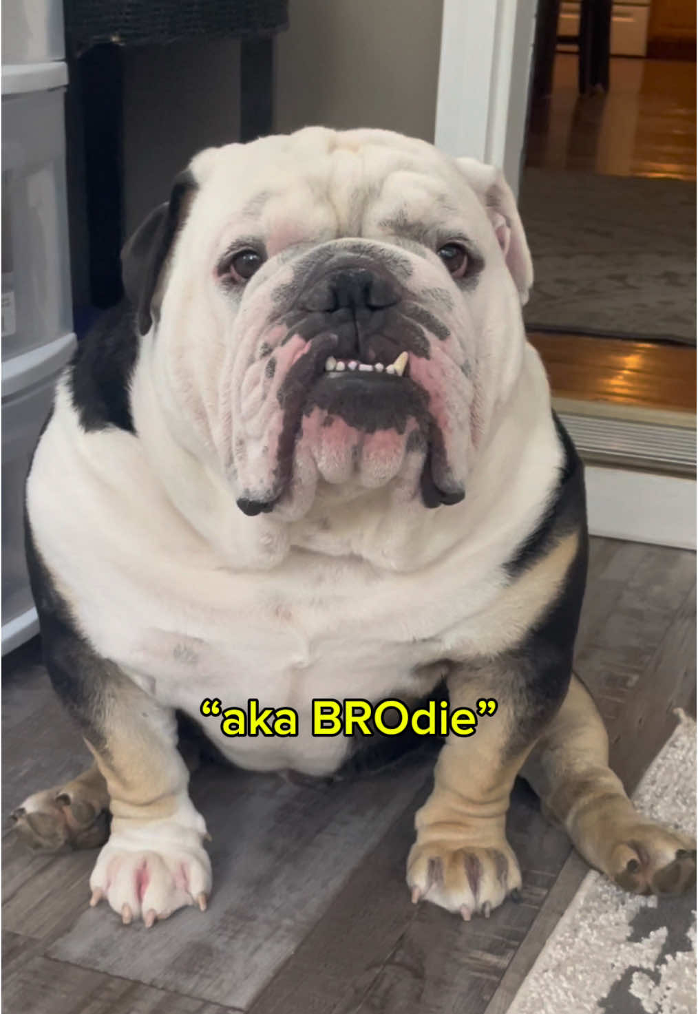 meet bro 🐼 #englishbulldog #bulldog #bulldogs #bulldogsoftiktok #doglover #dogmom #doglife #cutedog #bro #panda #explorepage #funnydog #viralvideo #viraltiktok #foryoupage #fypシ #fypage #dog #dogs #ipadkids #dogsoftiktok 