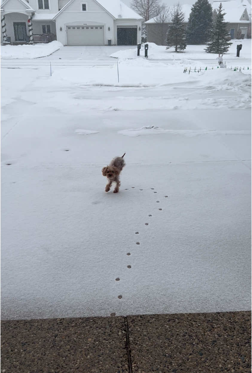 Is this really the end? Then let's play in the snow once more! #poodlesoftiktok #viraldogvideos #snow #coldpaws 