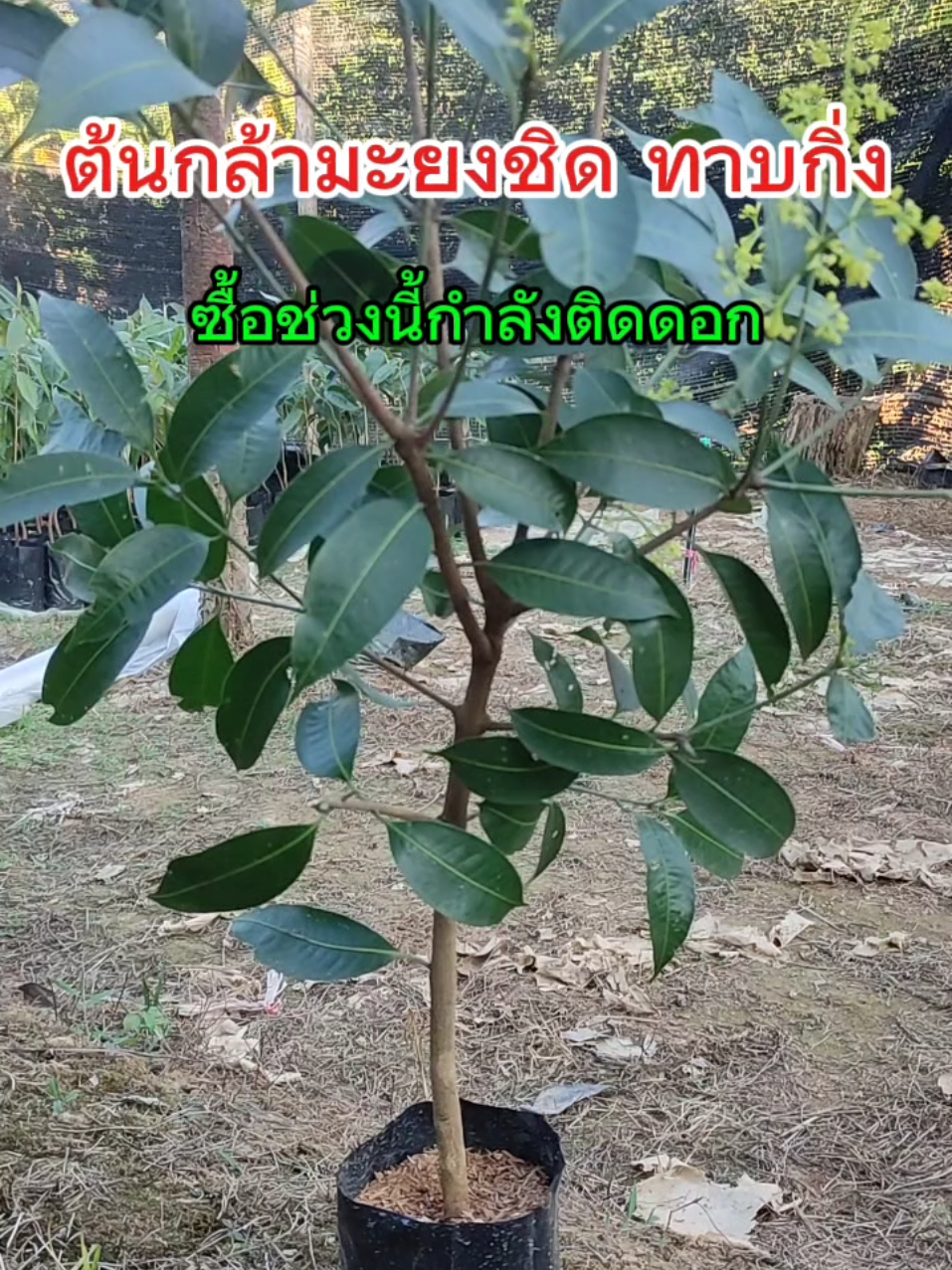 ซื้อต้นพันธุ์มะยงชิดช่วงนี้ได้ดอกด้วยนะ#มะยงชิด #ต้นกล้ามะยงชิดพันธุ์ทูลเกล้า #มะยงชิดทูลเกล้า #กิ่งพันธุ์มะยงชิดทูลเกล้า #กล้ามะยงชิด #มะยงชิดพันธุ์ทูลเกล้ากิ่งทาบพร้อมปลูก #ผลไม้ #ผลไม้เศรษฐกิจ #ผลไม้ทนแล้ง #ผู้หญิงทําสวน #วัยรุ่นทําสวน #พันธุ์ไม้ #ต้นมะยงชิดพันธุ์ทูลเกล้าทาบกิ่ง 