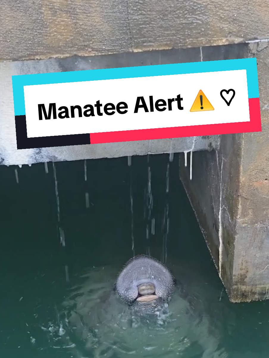 Thank you for this rain so much needed in the Florida Keys. So grateful to see this adorable manatee enjoying some fresh water ♡ Please never give water to manatee or touch them lets observe their beauty from far ♡ Sea potatoes 💙 ●○● Gracias por esta lluvia tan necesaria en los Cayos de Florida. Estoy muy agradecida de ver a este adorable manatí disfrutando de un poco de agua fresca ♡ Por favor, nunca le des agua a los manatíes ni los toques, observemos su belleza desde lejos ♡ Papas de mar 💙 #manatee #manatees #seapotatoes #floridawildlife #respectnature #fy  #creatorsearchinsights 