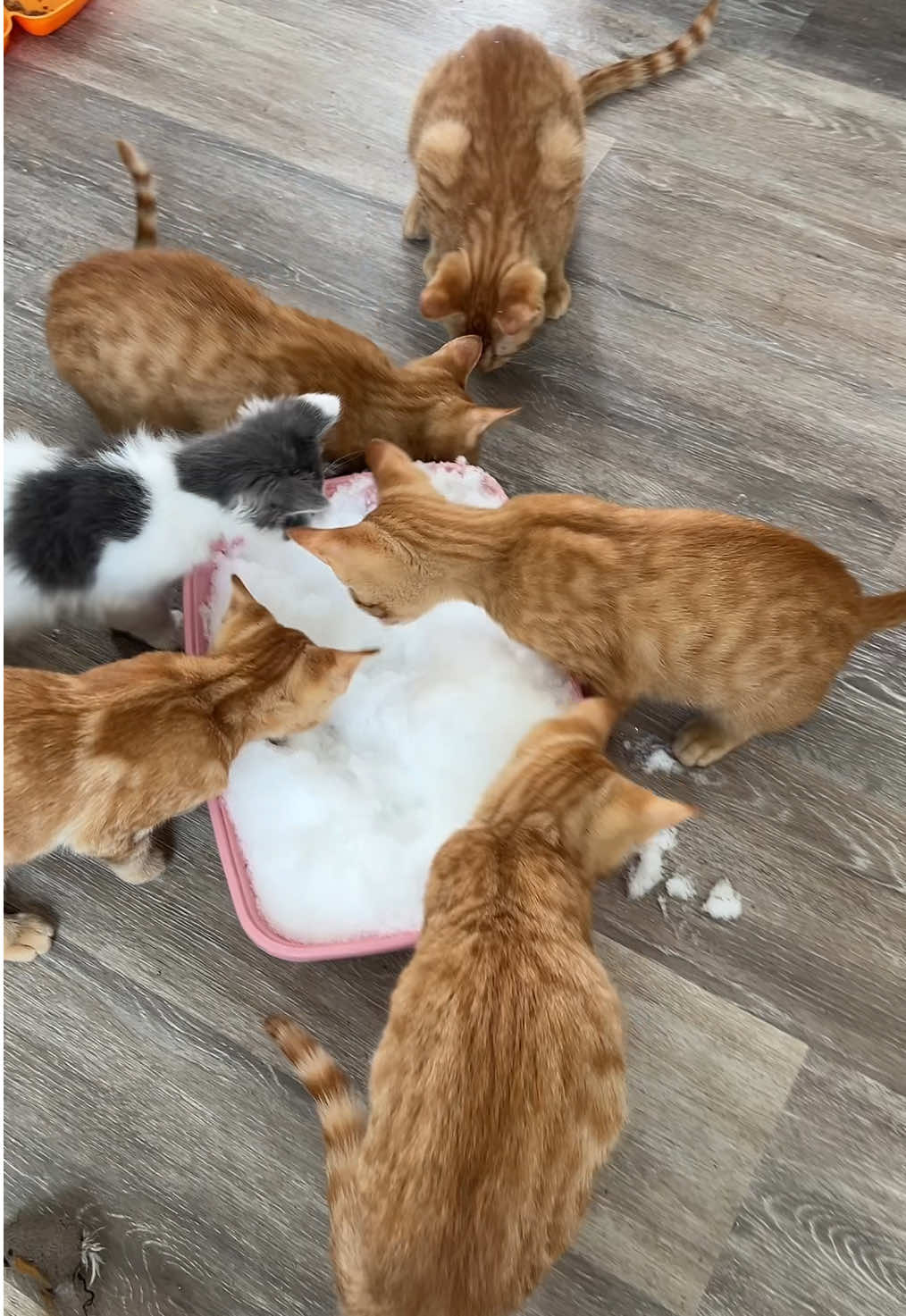 Oranges & Oakley got to experience the snow too. #kitten #kittensoftiktok #catsoftiktok #cat #fosteringsaveslives #catrescue #kittens #cats #Love #cute #ahsem #animalhouse #orangecat #snow #contentcreator 